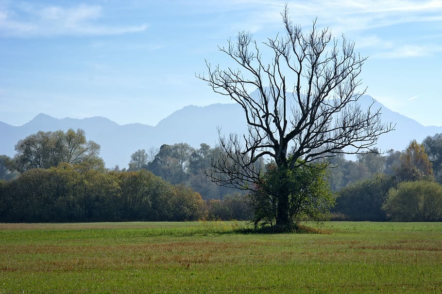 Autumn, Tree, Meadow, individually, withers, dry, dead plant HD wallpaper