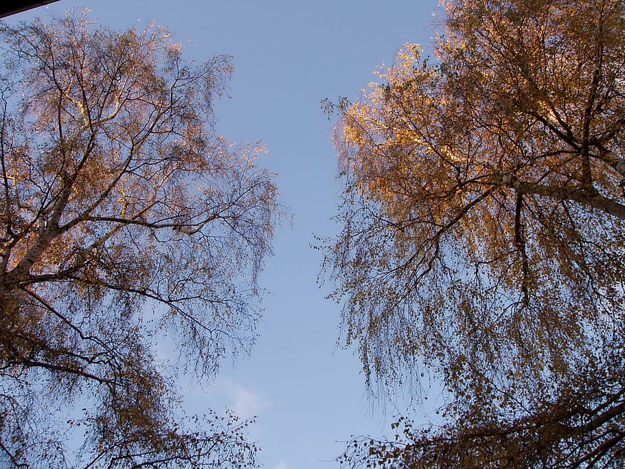 autumn, fall foliage, book, trees, forest, berlin, sky, plant HD wallpaper