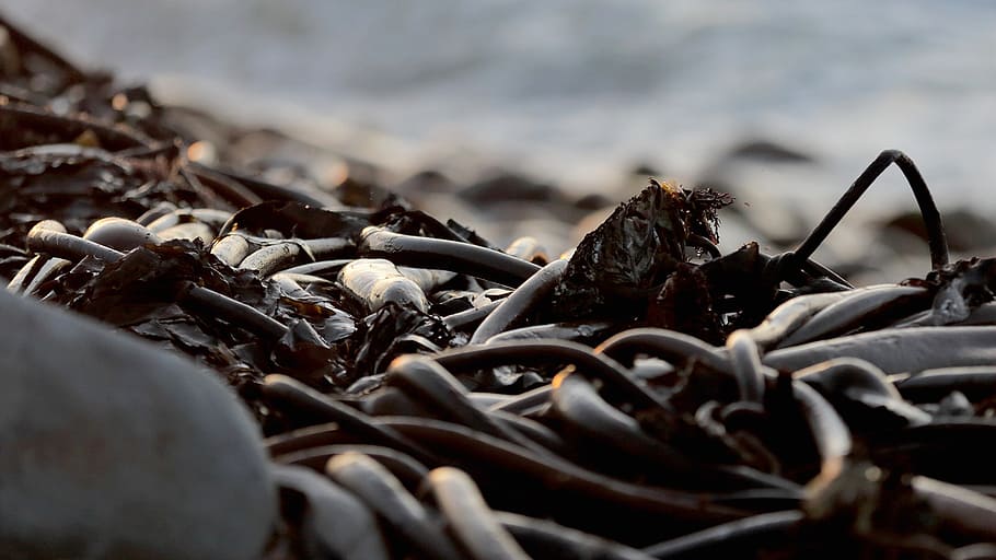 kelp, nature, ocean, south africa, selective focus, close-up, HD wallpaper