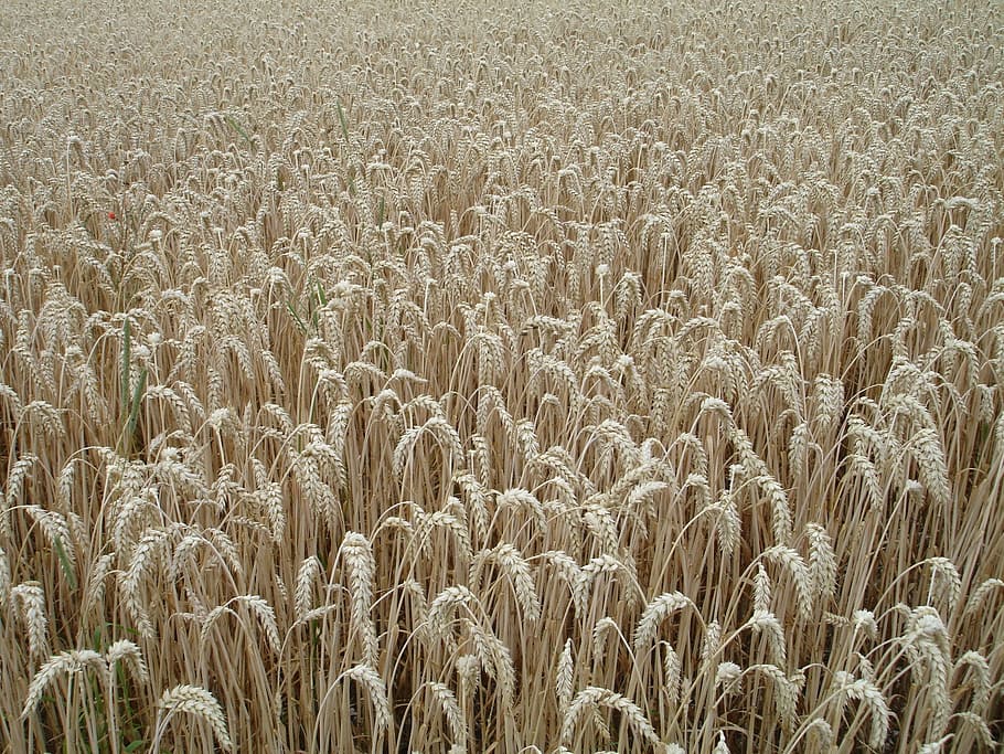 ear, wheat, cereals, grain, field, wheat field, plant, food HD wallpaper