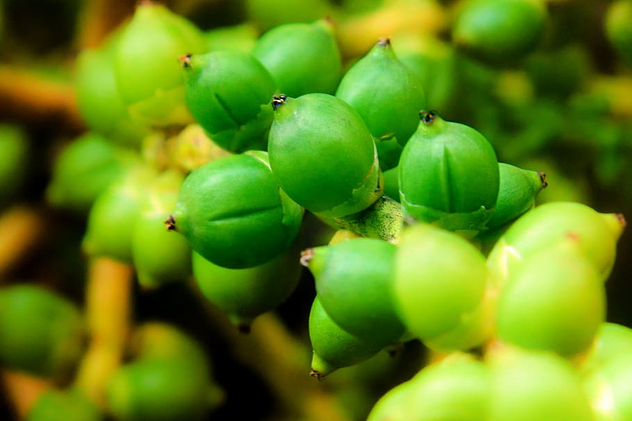 fruit, green, palm, tropical, tree, leaf, exotic, nature, plant HD wallpaper