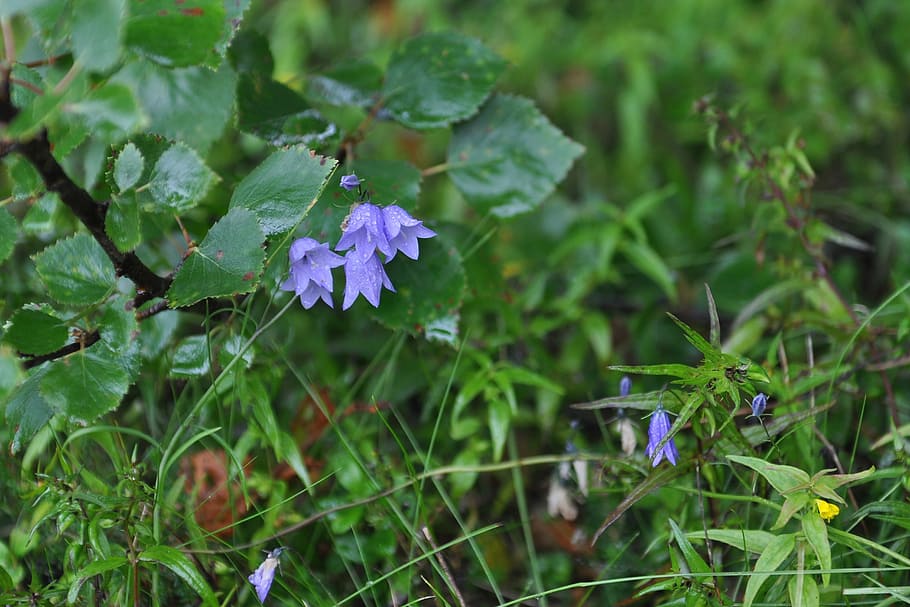 Grass, Bells, Nature, Greens, Flowers, forest, purple, growth HD wallpaper