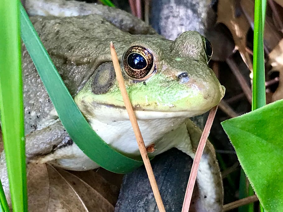 frog, minnesota, eyes, nature, reptile, animal themes, one animal HD wallpaper