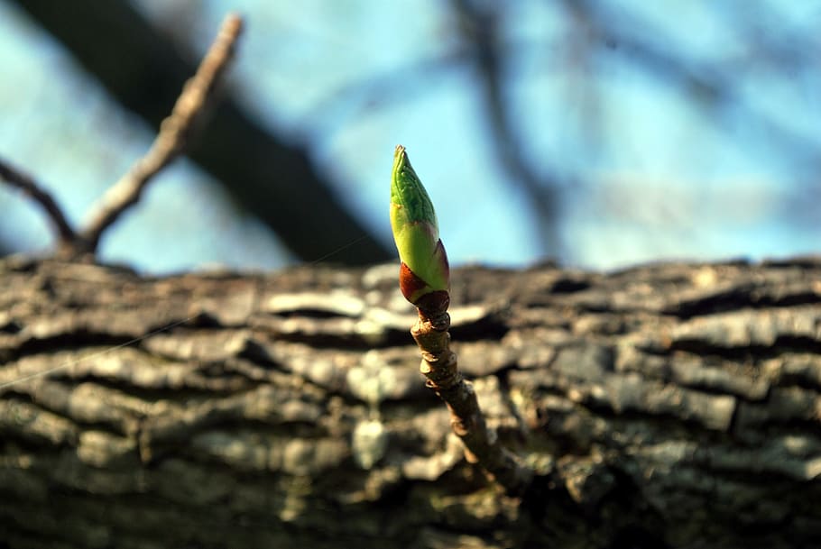 green flower bud, twig, bloom, grow, tree, spring, rebirth HD wallpaper