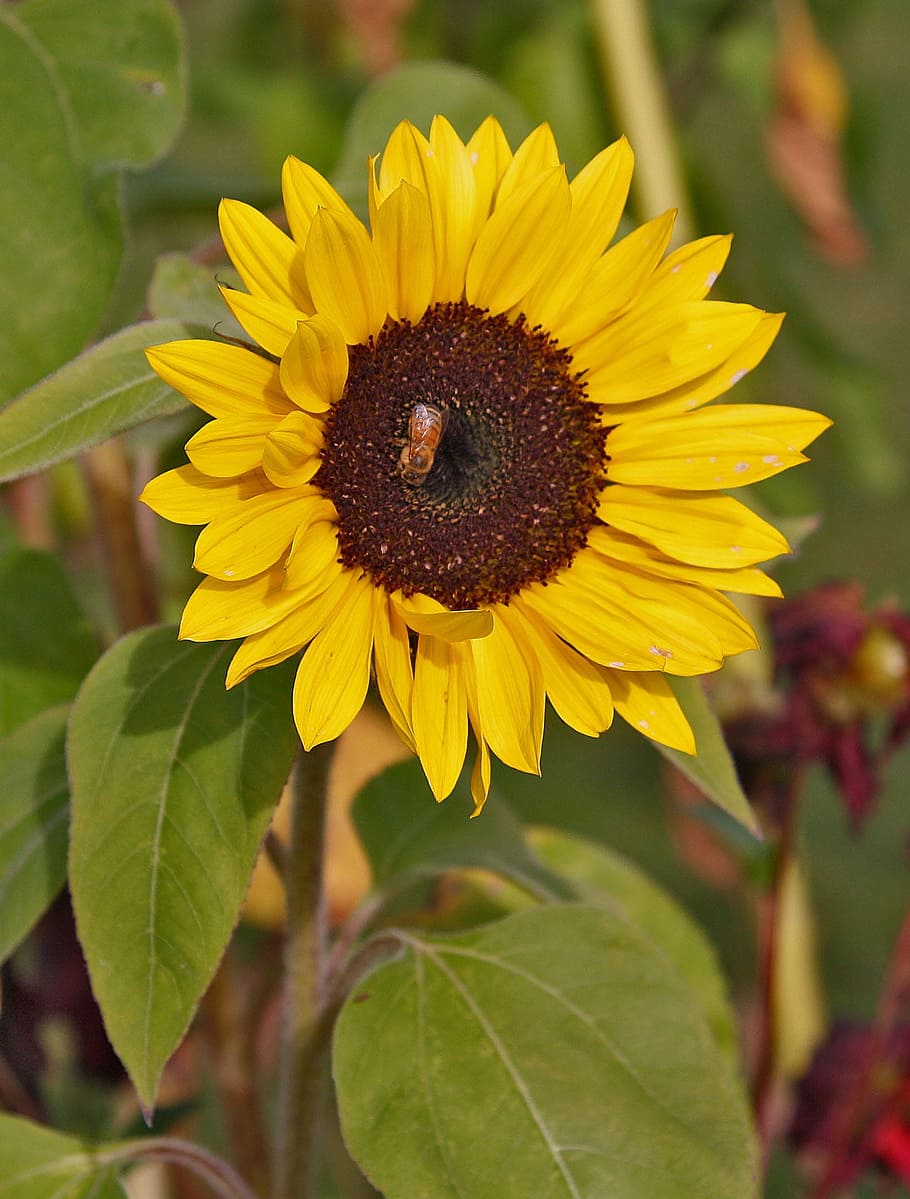 Sunflower, Bee, Wasp, Flower Fly, Yellow, leaf, fragility, freshness HD wallpaper