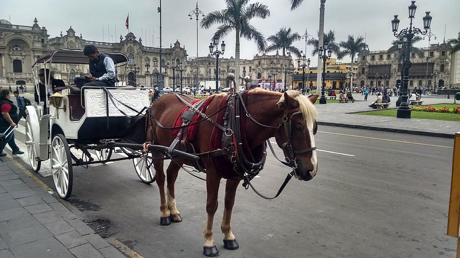 lime, main square, carriage, horse, domestic, domestic animals HD wallpaper