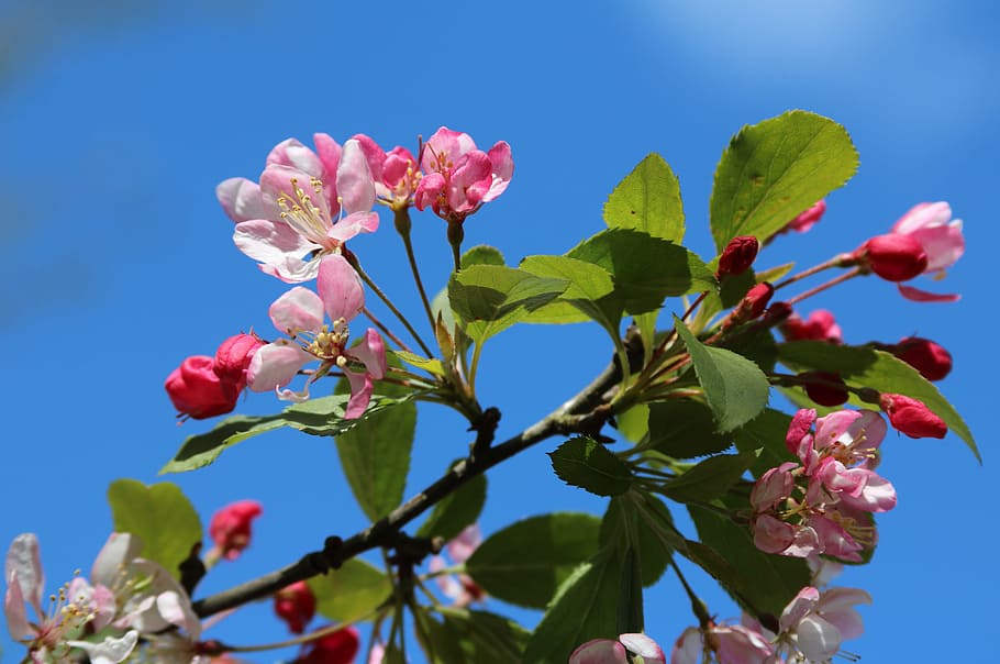 blossom, pink, white, spring, cherry, cherry blossom, plant HD wallpaper
