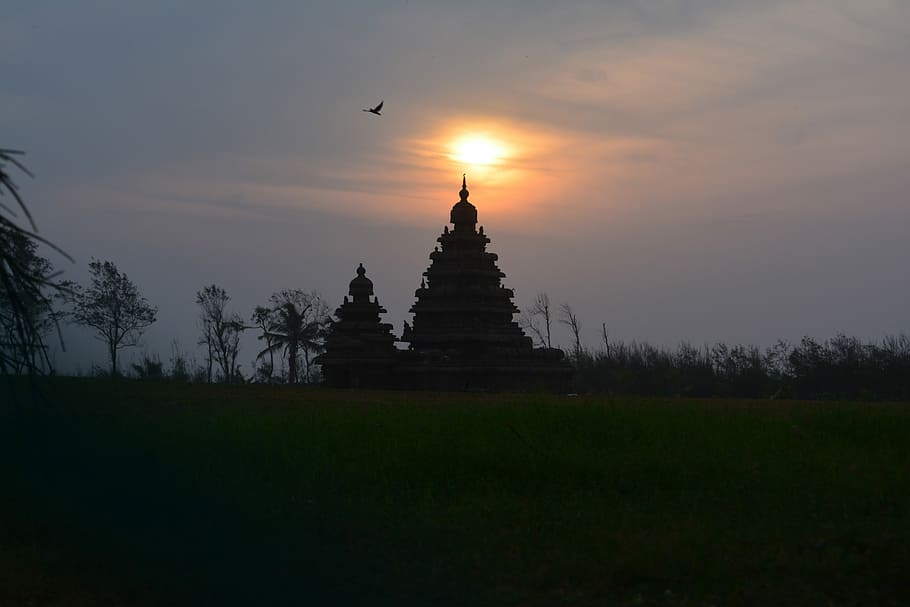 Eagle flying over Mahabalipuram in Chennai, India, dusk, photos HD wallpaper