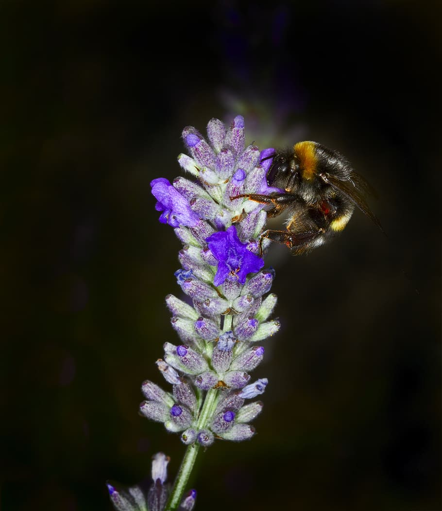 bumblebee, lavender, bug, flowers, summer, purple flower, nature HD wallpaper