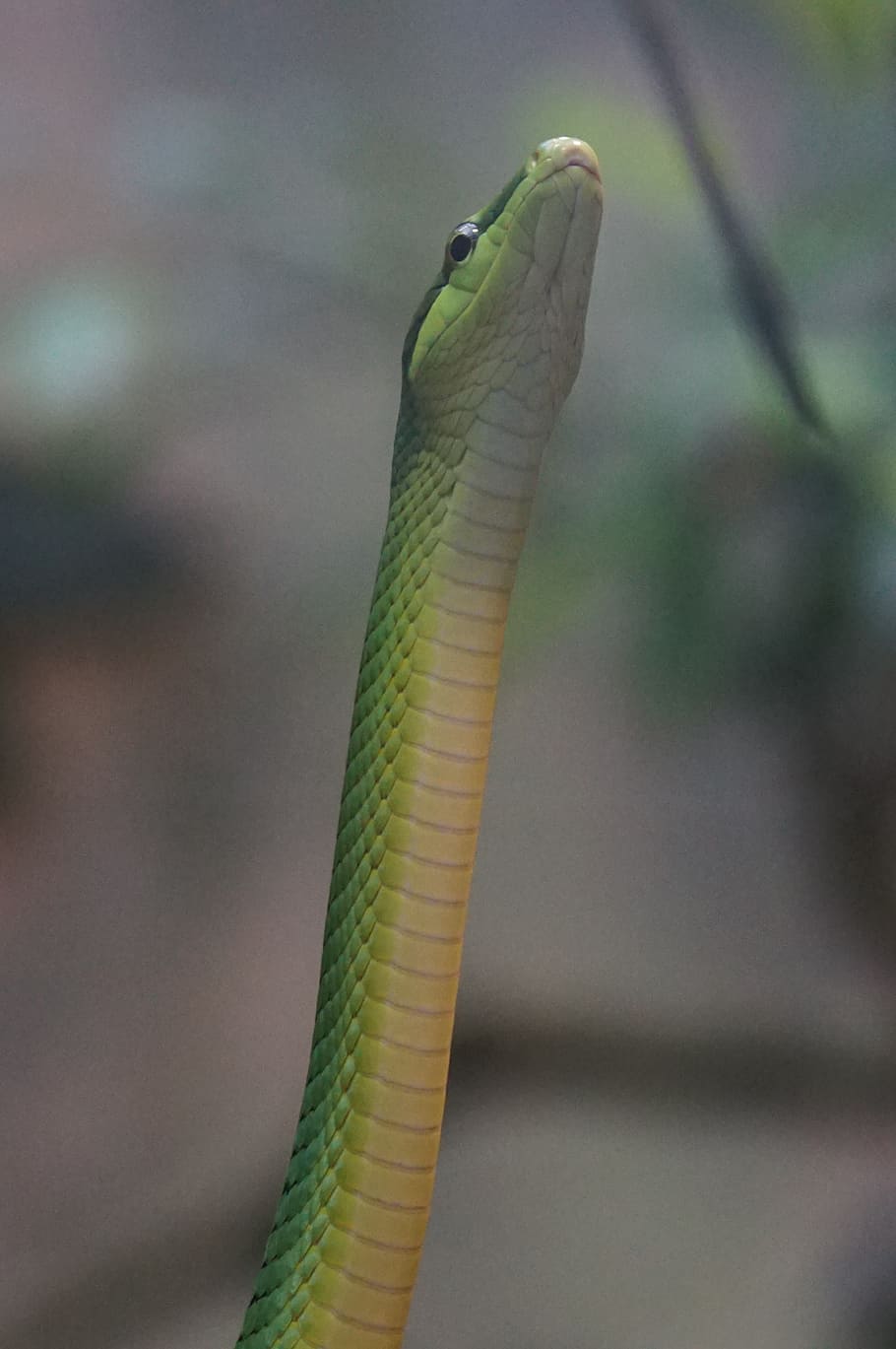 snake, sharpnose snake, non toxic, zoo, focus on foreground HD wallpaper