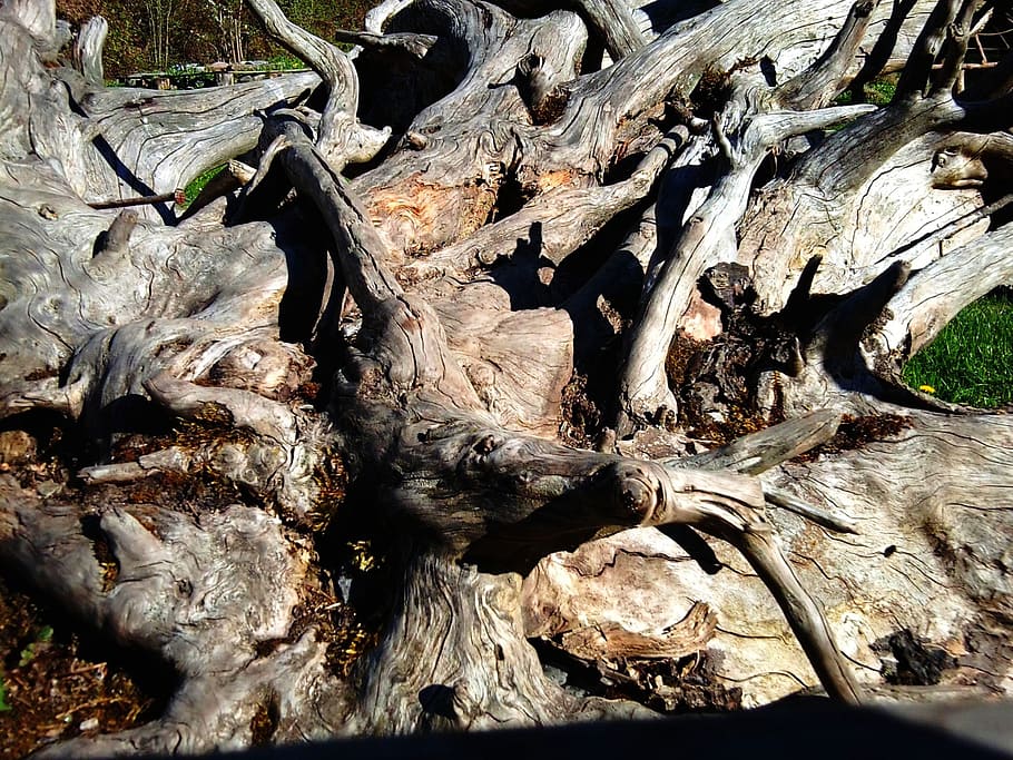nature, wood, root, dead tree, decay, dry wood, plant, wood - material HD wallpaper