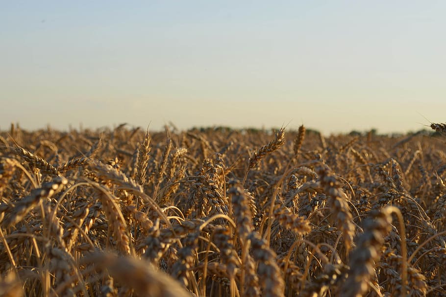 field, wheat, summer, nature, kolos, sky, wheat ripens, agriculture HD wallpaper