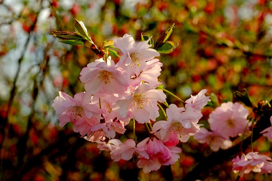 cherry blossom, spring, pink, bloom, white, rheinland, bush HD wallpaper