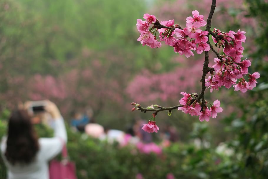 flower, cherry blossom, flowering plant, pink color, fragility HD wallpaper