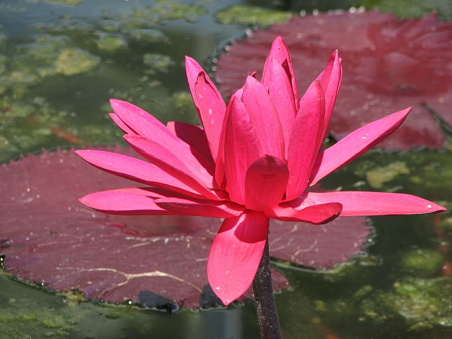 waterlily, nature, lotus, pond, flower, aquatic, summer, blossom HD wallpaper