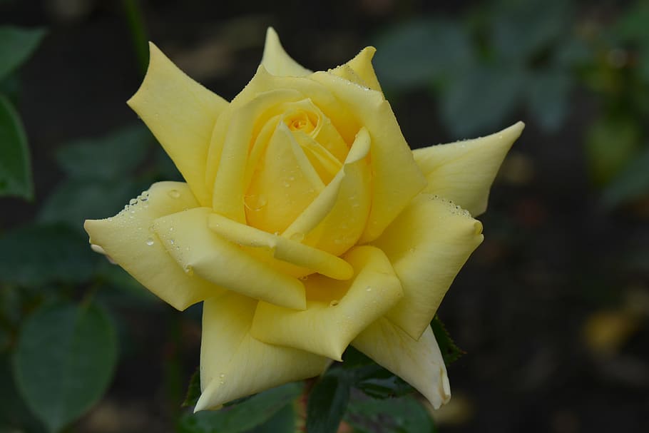 rose, flower, nature, macro, yellow rose, flowering plant, beauty in nature HD wallpaper