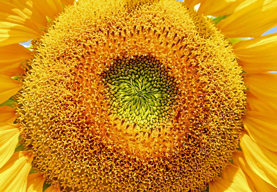 Sun Flower, Flower, Flower, Helianthus Annuus, flower, flowers, yellow, HD wallpaper