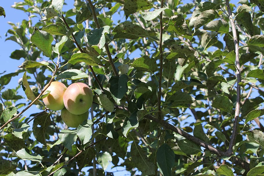 apple, tree, fruit, branch, agriculture, orchard, harvest, food HD wallpaper