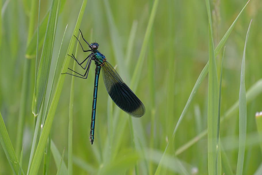 dragonfly, herb, green, pausing, pause, rest, resting, insect HD wallpaper