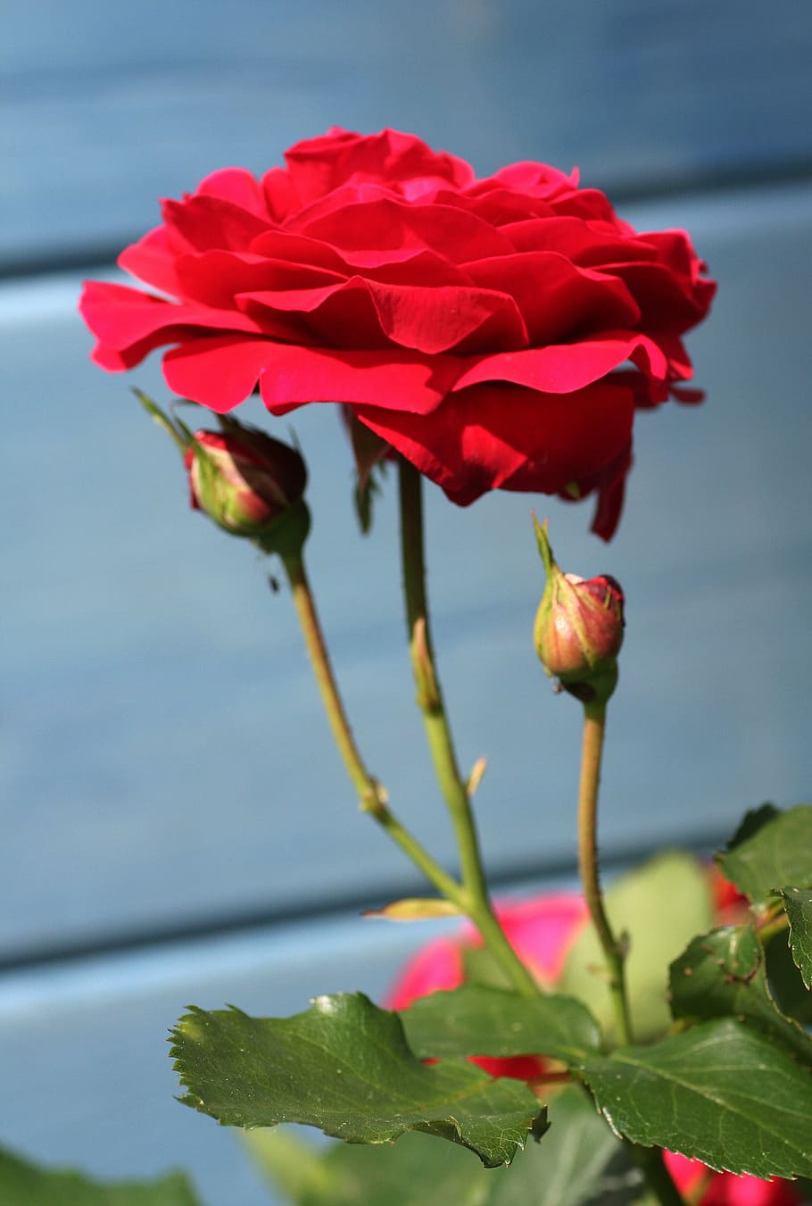 roses, rosebuds, garden, rosebush, petals, spring, flowering, HD wallpaper