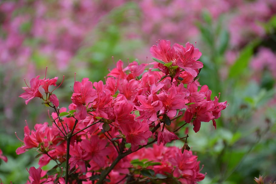 HD wallpaper: azalea, flower, azaleas, pink, spring, rhododendron, nature |  Wallpaper Flare