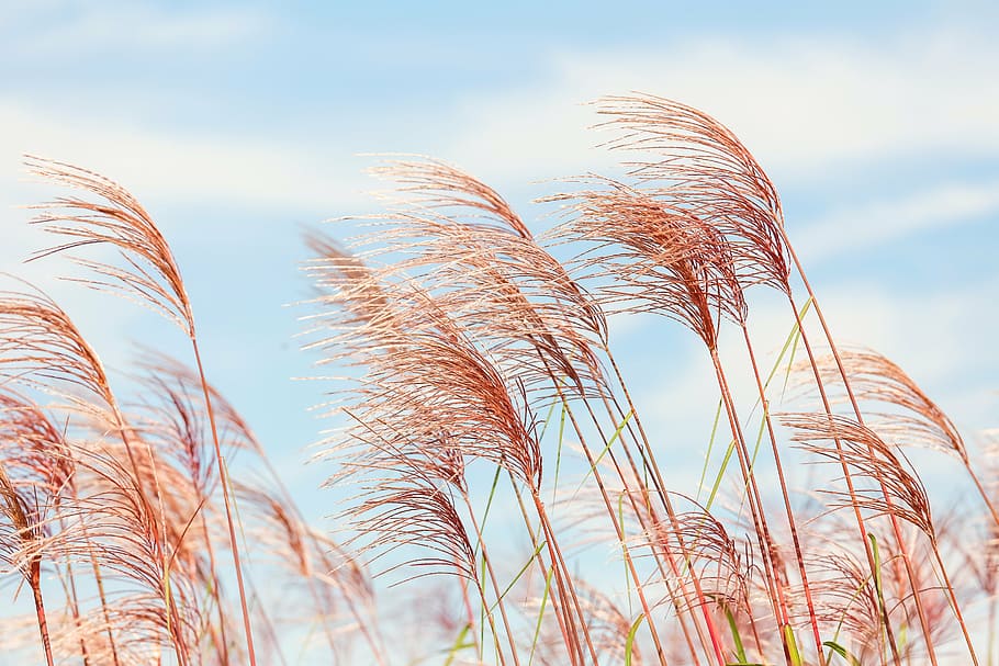 low angle photography of brown grass, corn, wind, agriculture HD wallpaper