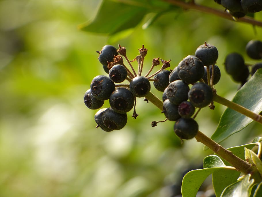fruit, nature, leaf, plant, tree, berry, bush, close up, garden HD wallpaper