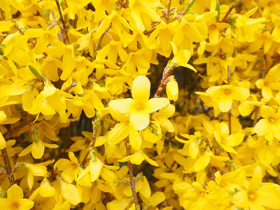 Forsythia 1080P, 2K, 4K, 5K HD wallpapers free download | Wallpaper Flare