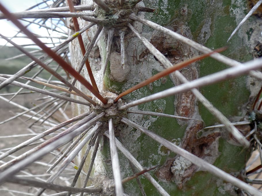 cactus, backcountry, northeast, northeast brazil, caatinga, HD wallpaper