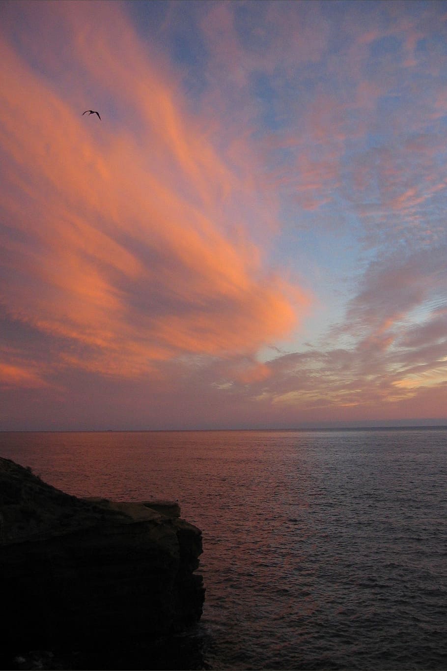 sunset, ocean, water, pink, seagull, bird, seagulls, pacific HD wallpaper