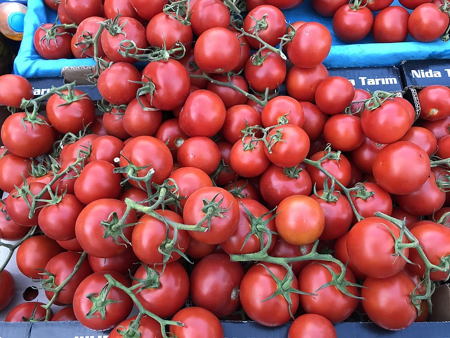 tomato, tomatoes, vegetables, freshness, food and drink, healthy eating HD wallpaper