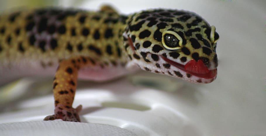 Gecko, Lizard, Nature, leoperdgecko, creature, reptile, animal HD wallpaper