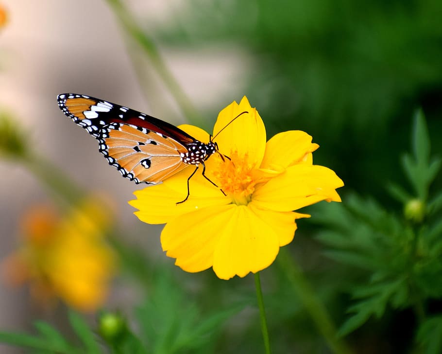 nature, butterfly, spring, colorful, natural, flower, garden HD wallpaper