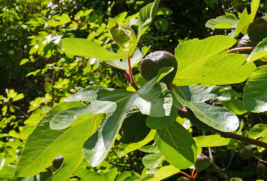 fig tree, fruits, fig leaf, back light, real coward, figs, green HD wallpaper