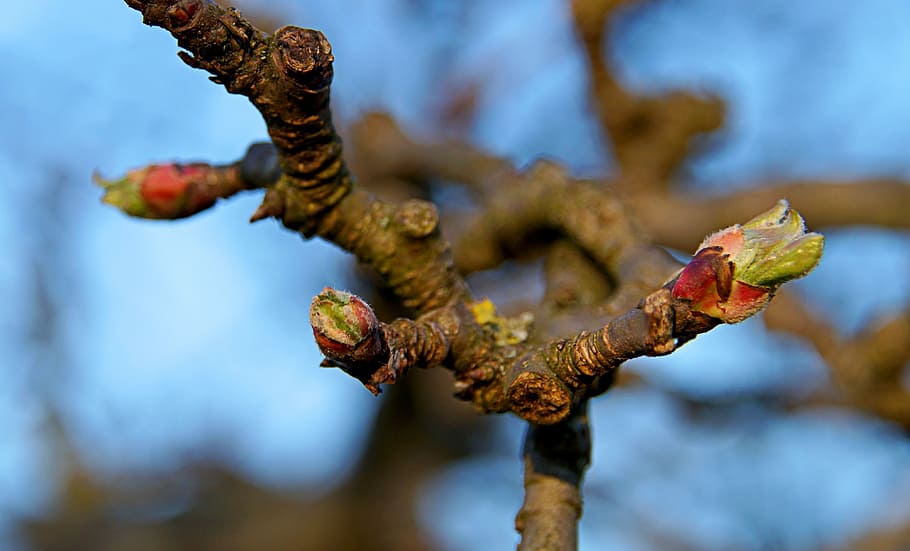 Apple Tree, Branch, Bloom, bud, apple blossom, sky, branches HD wallpaper