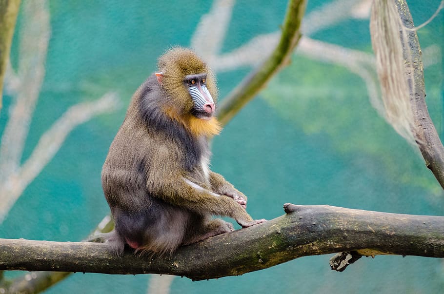brown monkey on tree branch, animal, cute, outdoors, primate HD wallpaper