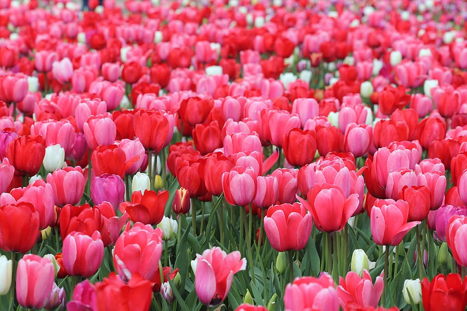 tulips, flower, spring, nature, floral, summer, pink, blossom HD wallpaper