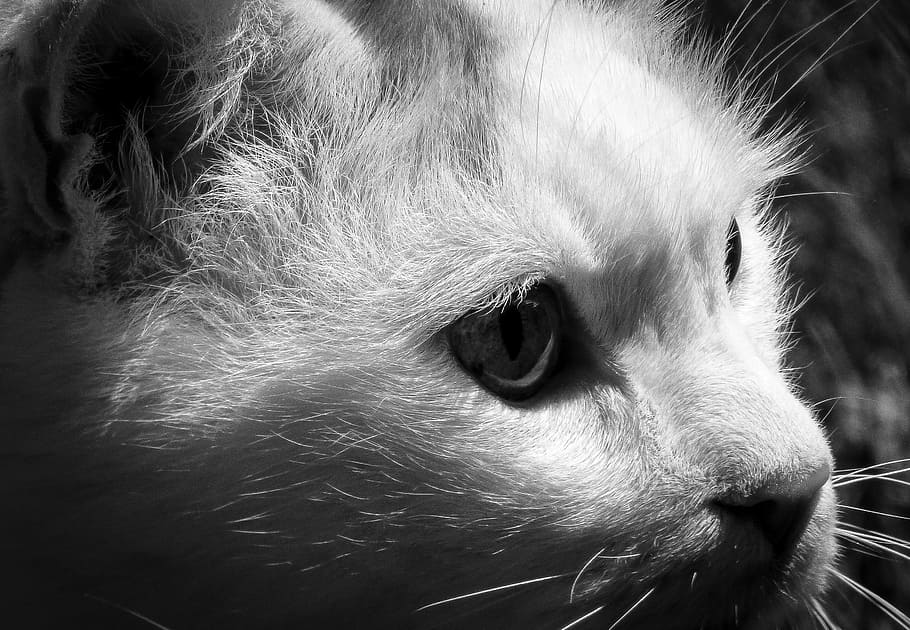 cat, focus, animals, nature, natural, one animal, animal themes HD wallpaper