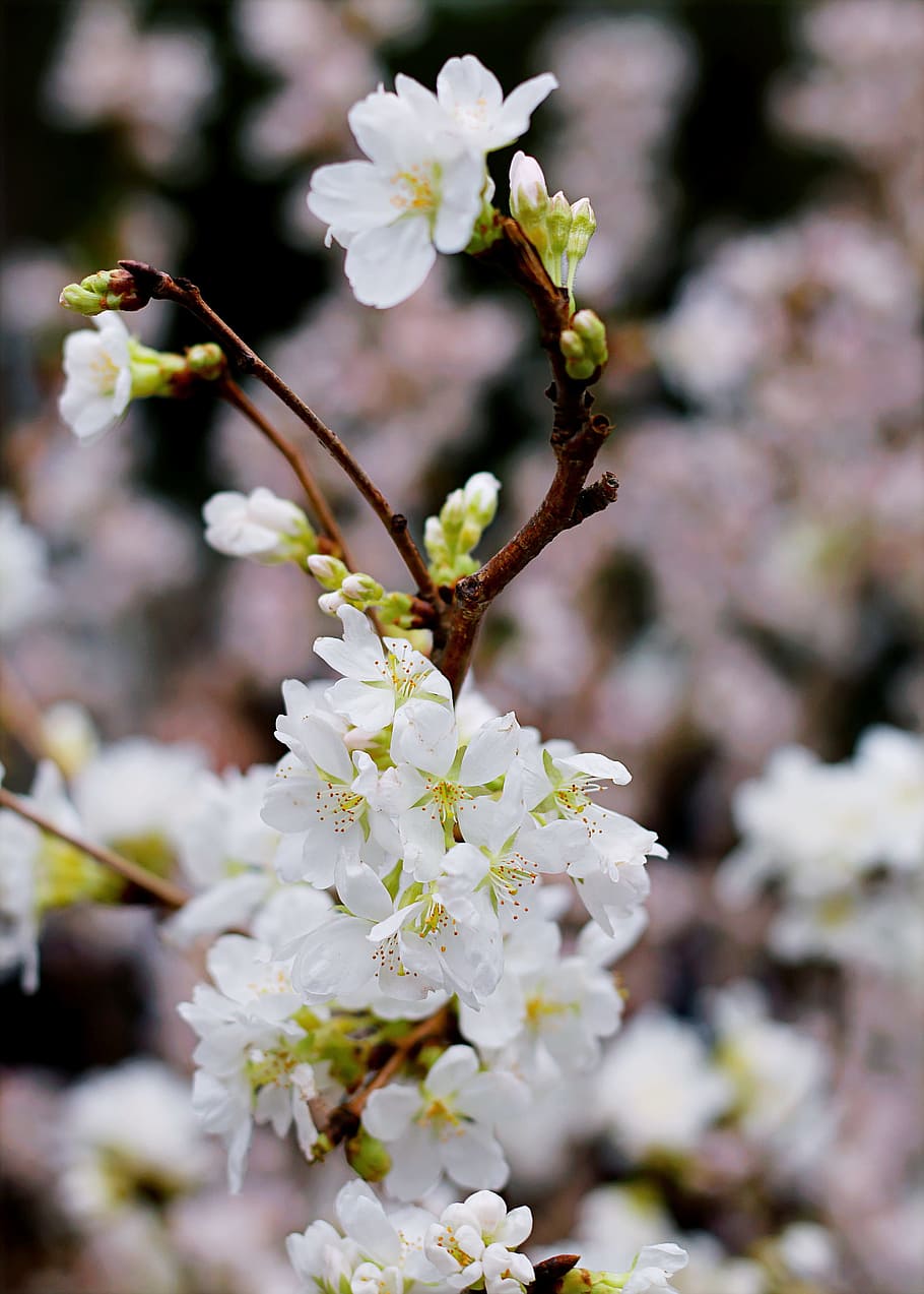 Cherry Blossom, bloom, branch, flora, flower, flower buds, flowers HD wallpaper