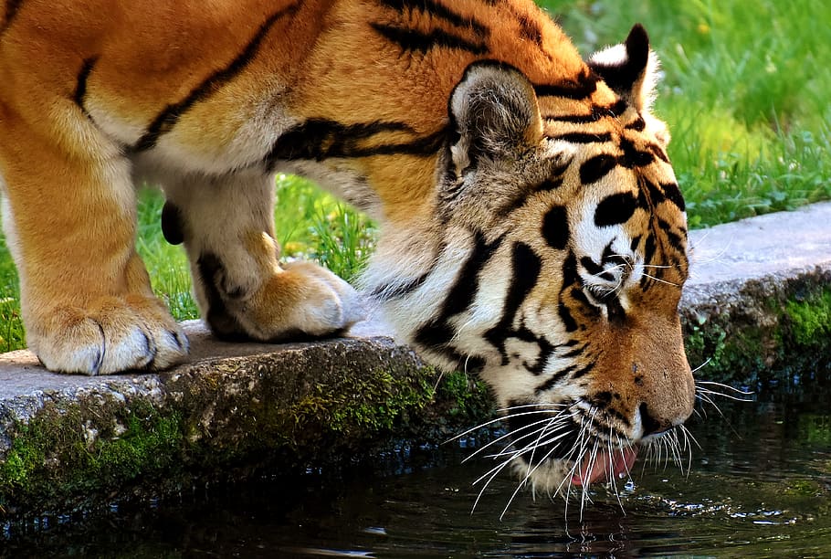 tiger drinking on body of water, predator, fur, beautiful, dangerous HD wallpaper