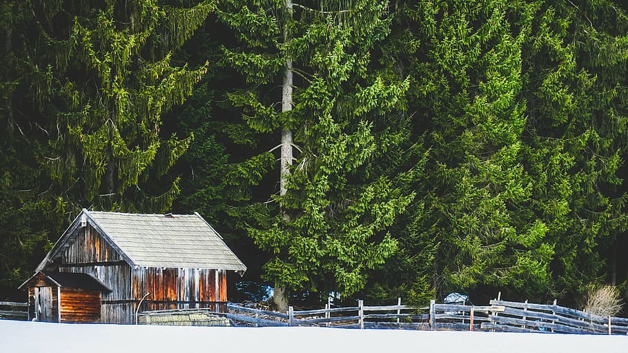 brown and gray wooden shed near green trees, winter, snow, barn HD wallpaper