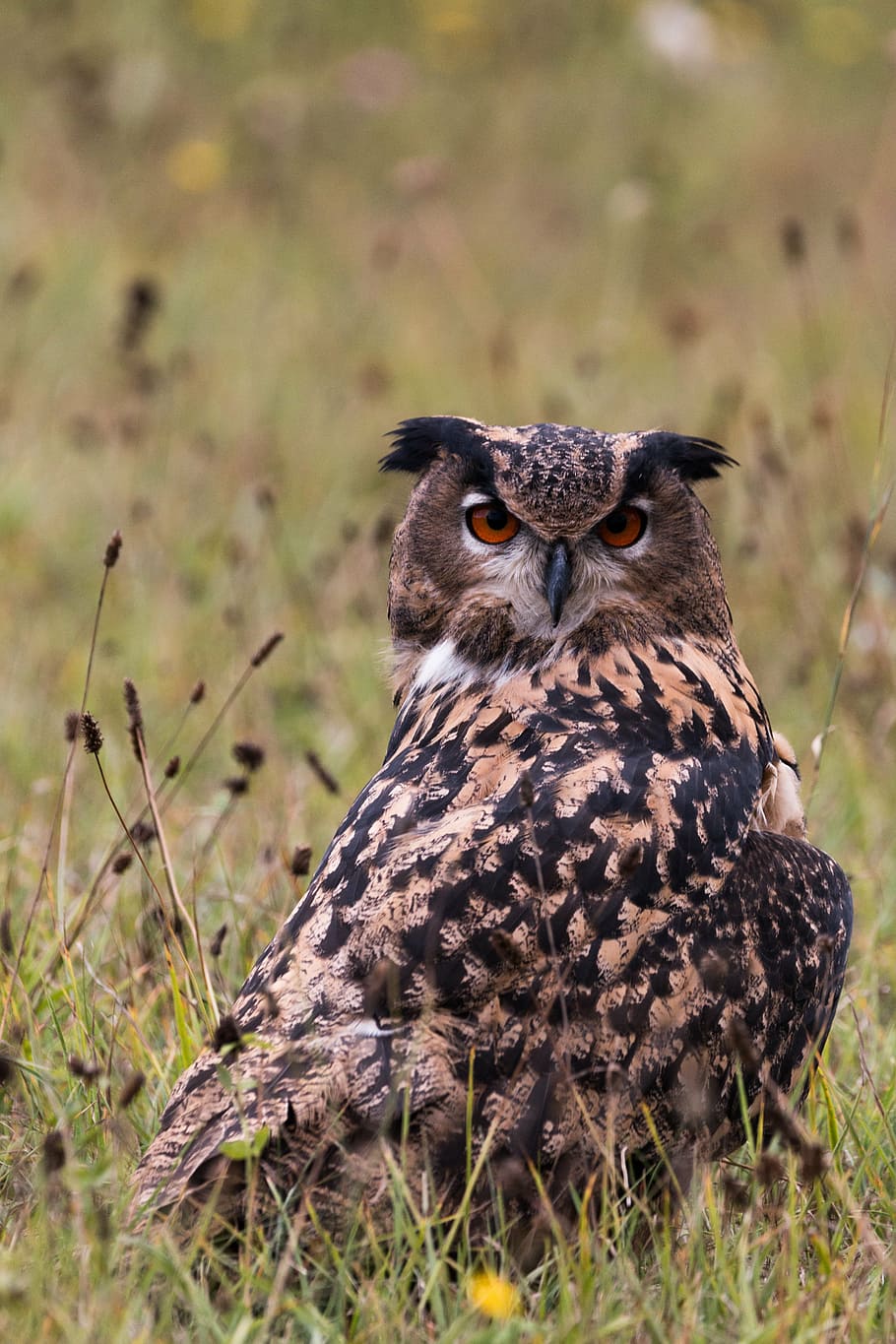 eagle owl, bubo bubo, bird, feather, nature, wild bird, fly HD wallpaper