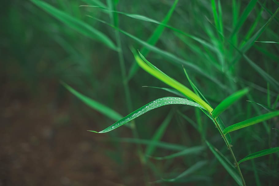 green, grass, nature, walk, outside, green color, plant, growth HD wallpaper
