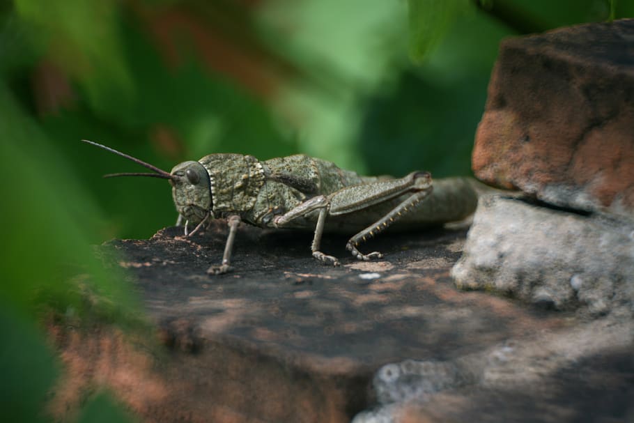 grasshopper, nature, stone, probe, wing, insect, animal, green HD wallpaper