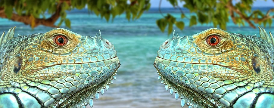 Iguana, Reptile, Lizard, Green, Blue, face, scale, scaly, close HD wallpaper
