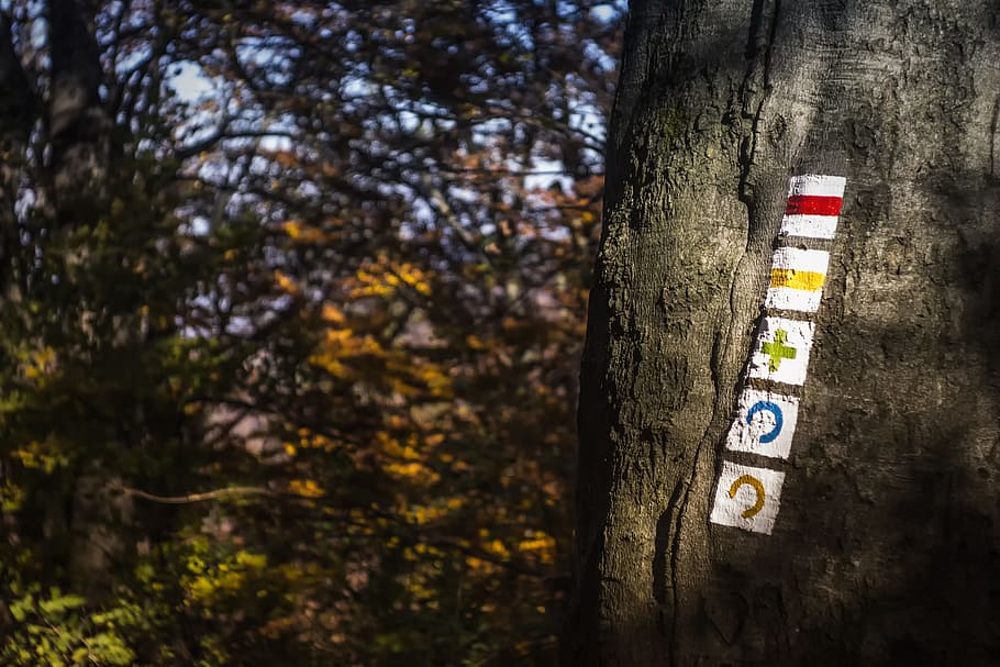 Selective Focus Photo of Tree Trunk at Daytime, outdoors, place HD wallpaper