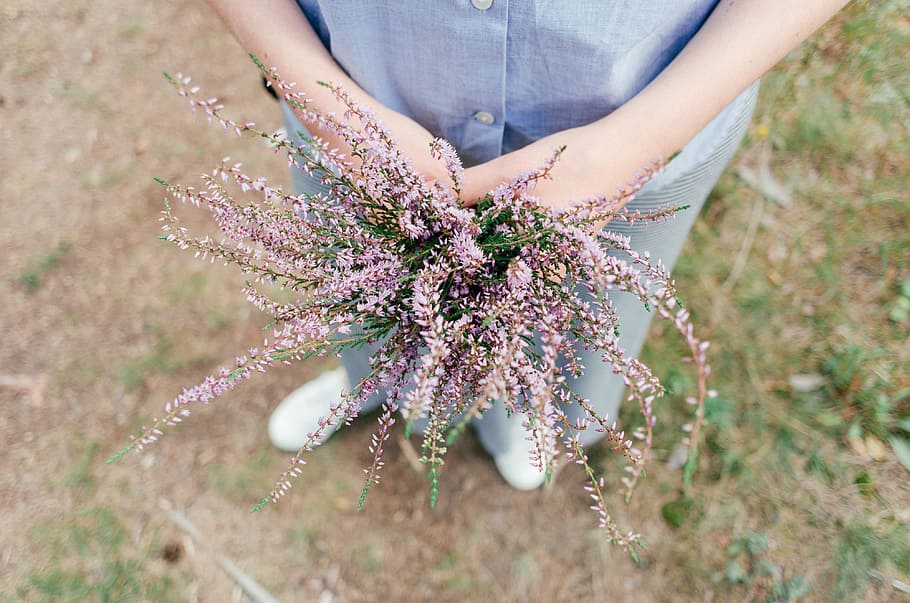 Bunch of heather, nature, people, outdoors, women, holding, human Hand HD wallpaper