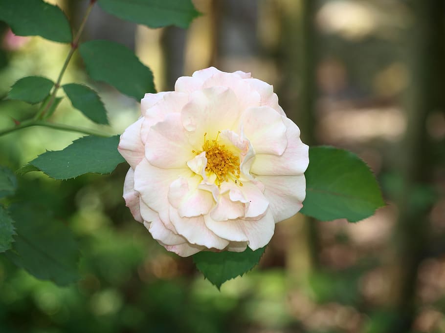 rose, blossom, bloom, h, garden roses, flower garden, pink rose HD wallpaper