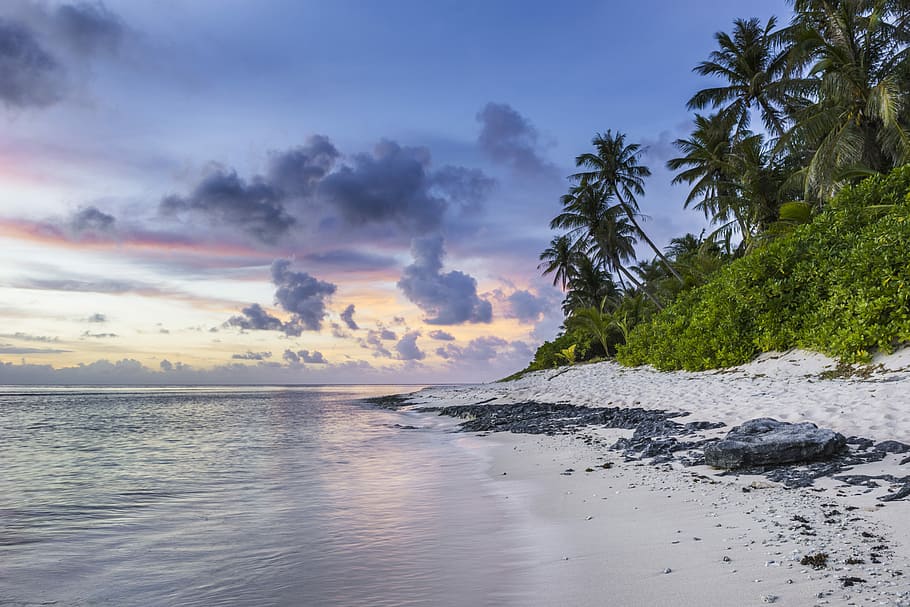 seashore scenery, green leafed trees near shore, beach, cloud HD wallpaper