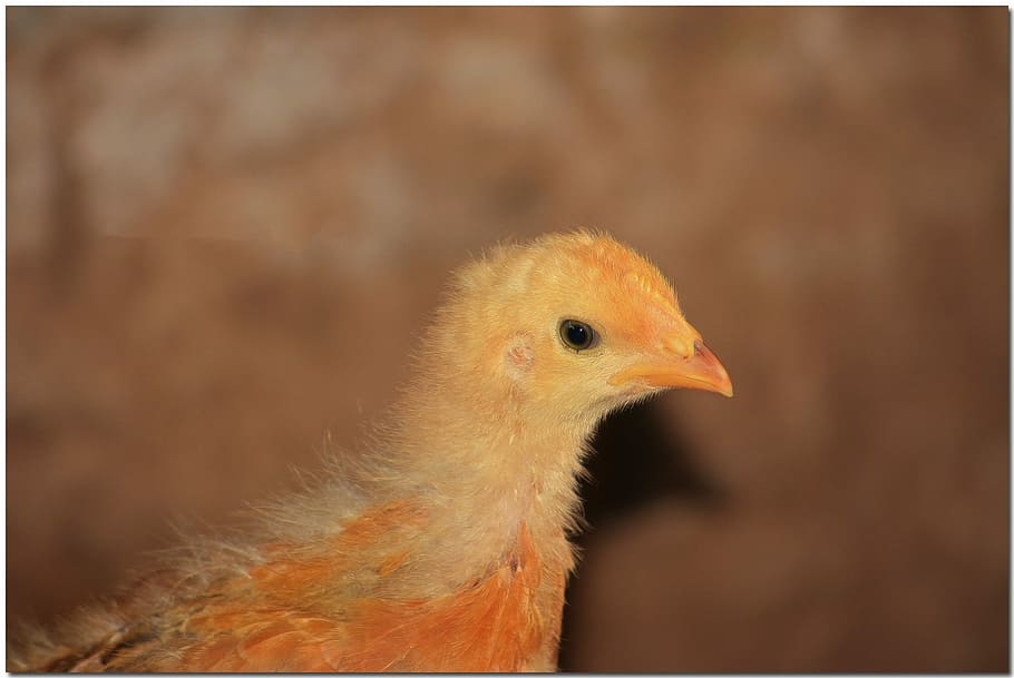 Gallo, Ave, Feathers, Animal, Farm, red, domestic fowl, wings HD wallpaper